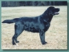 mrytle2